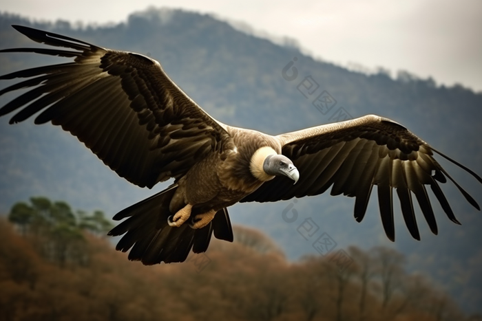 鸟类秃鹫摄影图