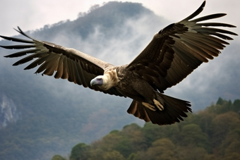 展翅高飞鸟类秃鹫摄影图