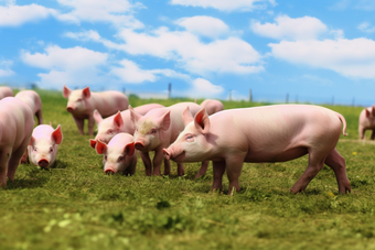 一群小猪在农田饲养畜牧业放养摄影图