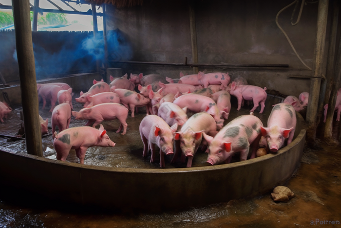 猪养殖畜牧业猪圈沉淀池摄影图
