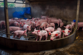 现代农场猪舍猪养殖畜牧猪圈沉淀池摄影图