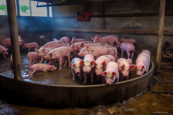 现代农场猪舍猪养殖畜牧业沉淀池摄影图