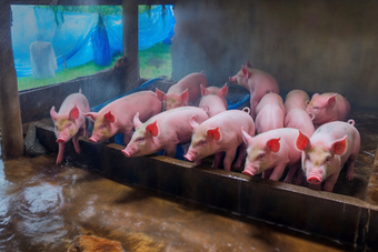 农场猪舍猪养殖畜牧业猪圈沉淀池摄影图