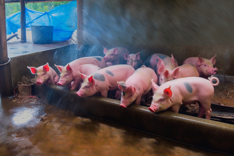 现代农场猪舍猪养殖畜牧业猪圈沉淀池摄影图
