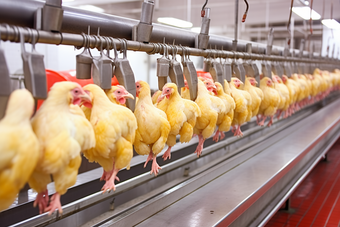 <strong>标准</strong>鸡肉工厂生产线摄影图