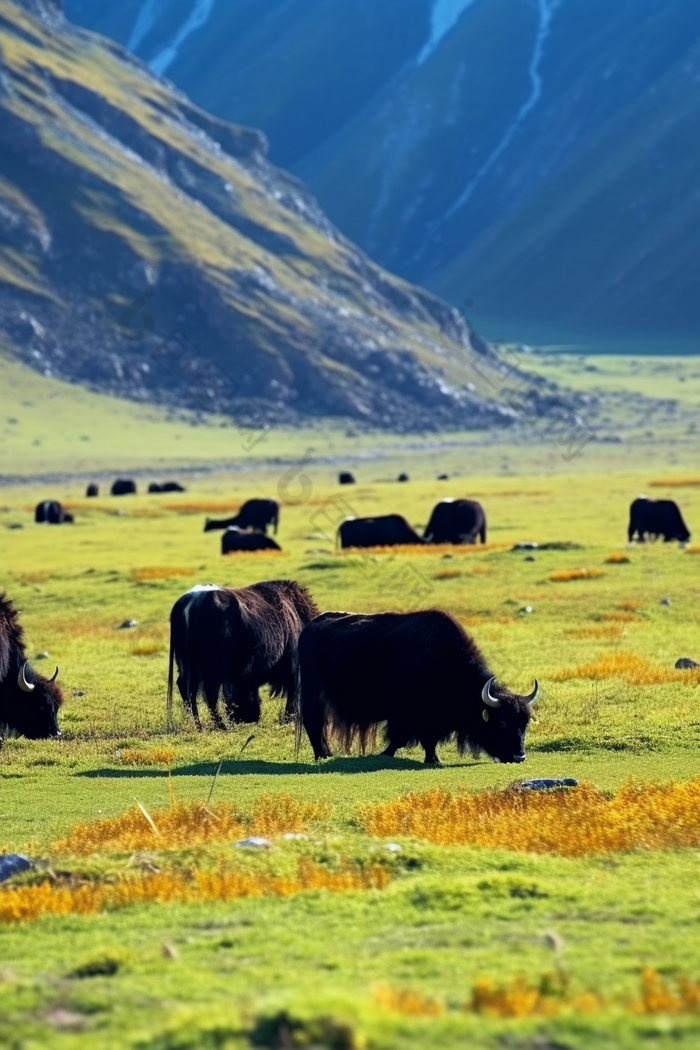 草原上的牦牛群人工养殖摄影图