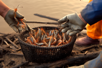 水产海产虾类海鲜餐饮生鲜河鲜虾养殖户场景摄影图