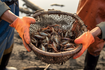 水产虾类养殖海鲜餐饮生鲜河鲜虾养殖户场景摄影图
