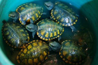 养殖海鲜餐饮生鲜河鲜龟人工养殖摄影图