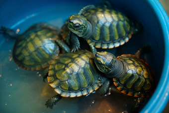 水产海产龟类养殖海鲜餐饮生鲜河鲜龟人工养殖摄影图