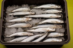新鲜捕捞的鱼冷冻储存摄影图