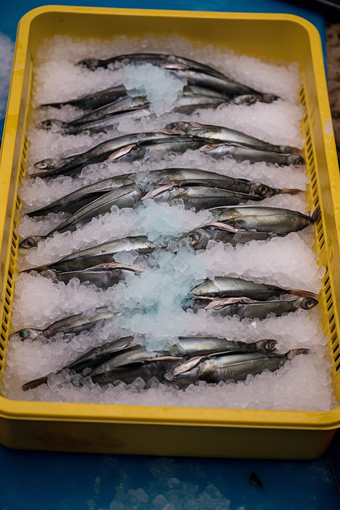 新鲜捕捞的鱼冷冻储存运输配送摄影图