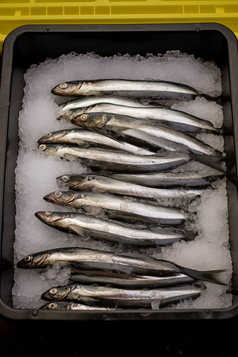 新鲜捕捞的鱼冷冻储存生鲜配送摄影图