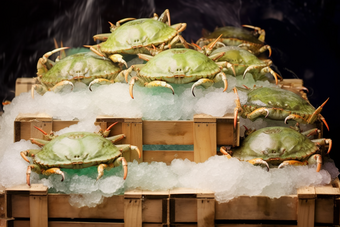 蟹类养殖<strong>海鲜</strong>餐饮生鲜河鲜梭子蟹浅海滩涂养殖摄影图