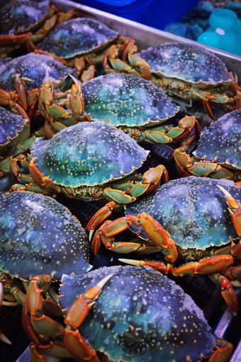 水产海产养殖海鲜餐饮生鲜河鲜梭子蟹工厂养殖摄影图