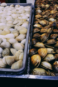水产海产贝类养殖海鲜餐饮生鲜扇贝浅海滩涂养殖摄影图