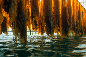 水产海产海藻类养殖海鲜餐饮河鲜海带海水养殖摄影图