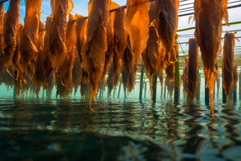 海带海水养殖摄影图