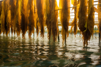 水产海产海藻类养殖海鲜河鲜海带海水养殖摄影图