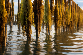 水产海产海藻类养殖河鲜海带海水养殖摄影图
