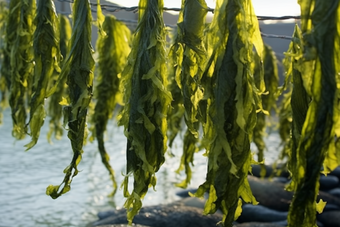 水产海产海藻类养殖海鲜生鲜河鲜海带浅海滩涂养殖摄影图
