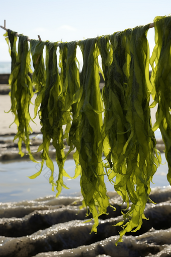 水产海产海藻类养殖海鲜餐饮河鲜海带浅海滩涂养殖摄影图