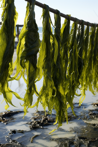 水产海产海藻类养殖海鲜餐饮生鲜河鲜海带<strong>浅海</strong>滩涂养殖摄影图