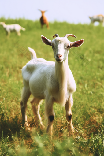 草原养殖奶山羊幼崽摄影图