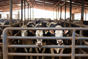 牛棚机械化挤奶设备摄影图