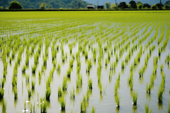 高品质水稻插秧摄影图