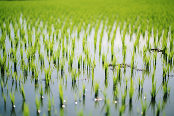 高标准水稻插秧摄影图