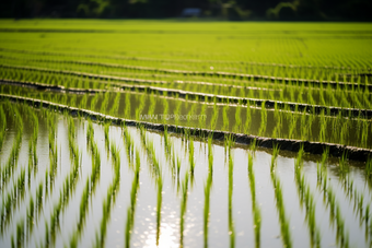 高标准水稻插秧培育摄影图