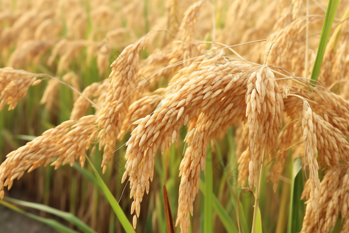 优质水稻种植摄影图