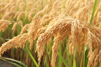 优质水稻种植摄影图