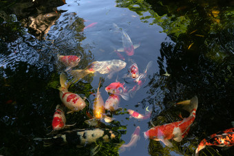 池塘里的金鱼季节<strong>高清图片</strong>