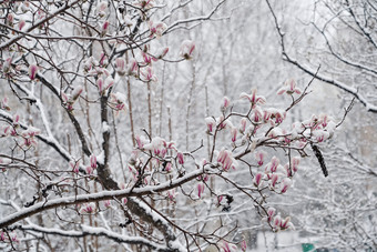 雪后的玉兰花风景摄影图