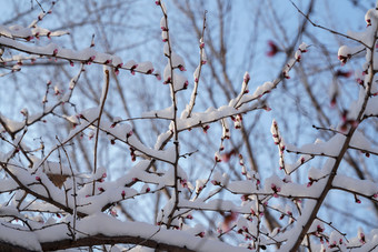 冬季雪景后院东亚素材