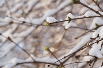 冬季雪景特写<strong>立冬</strong>素材