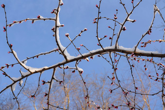 冬季雪景冬季<strong>立冬</strong>相片