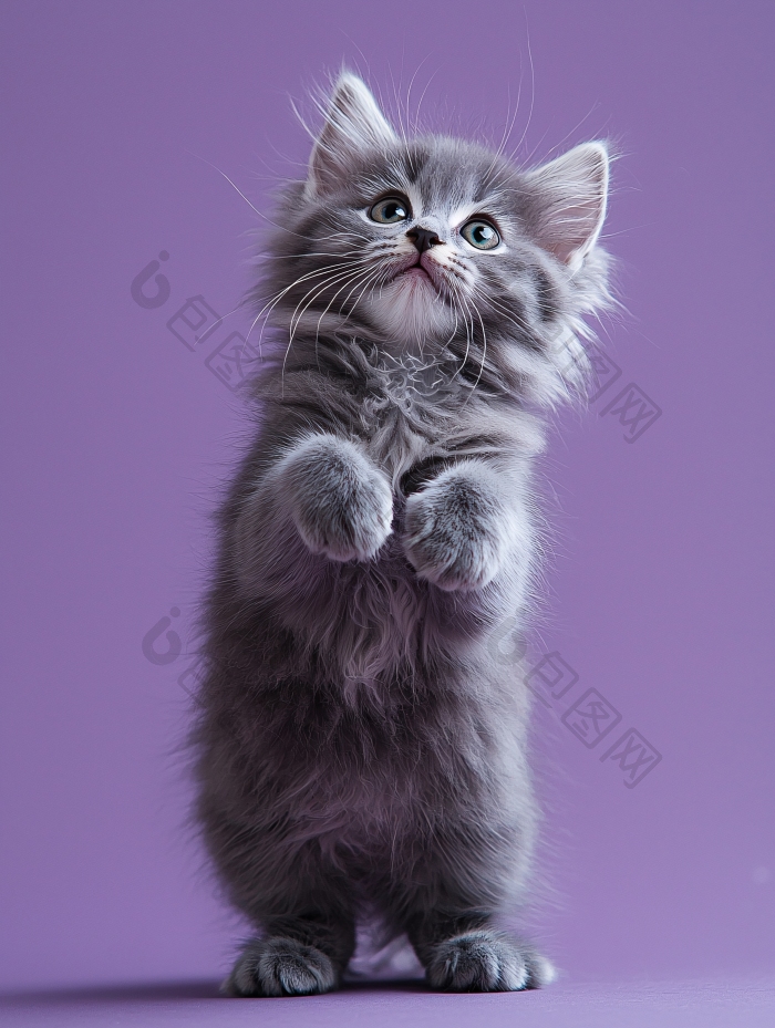 可爱小灰猫站立猫咪图片-包图网企业站