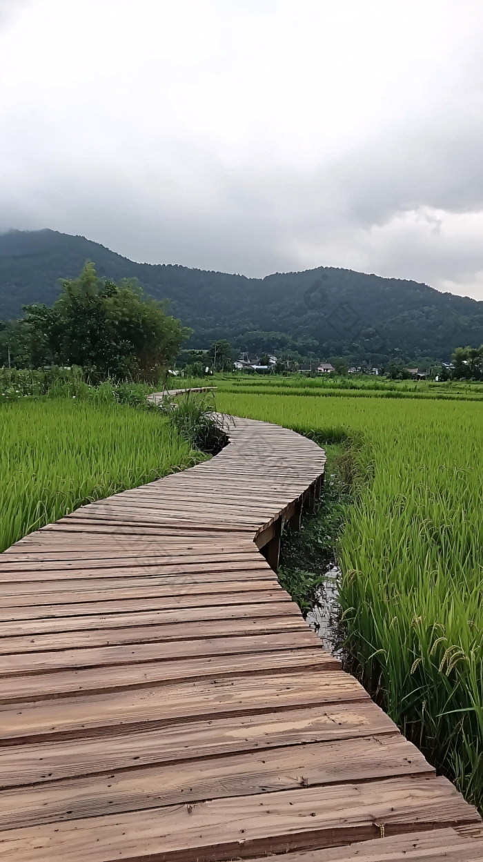 田埂木栈道乡间小路图片-包图网企业站