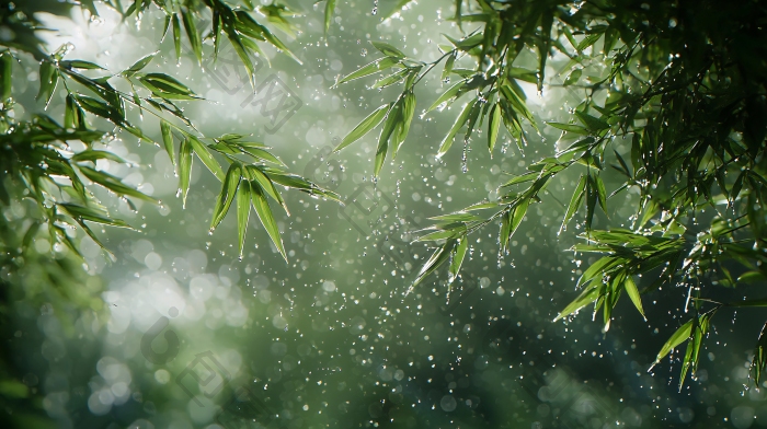 雨中竹林竹林深处图片-包图网企业站
