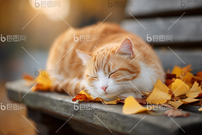 慵懒橘猫午后银杏图片-包图网