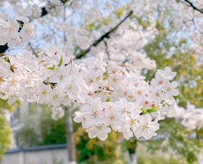 樱花樱语