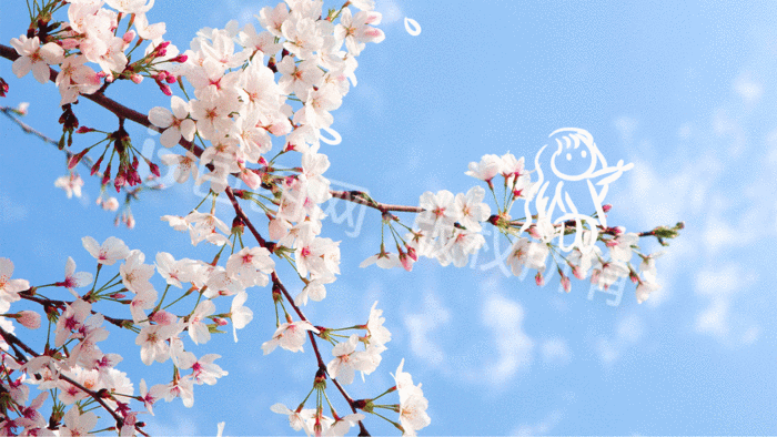 蓝天下粉色梦幻樱花创意摄影插画gif动图下载-包图网