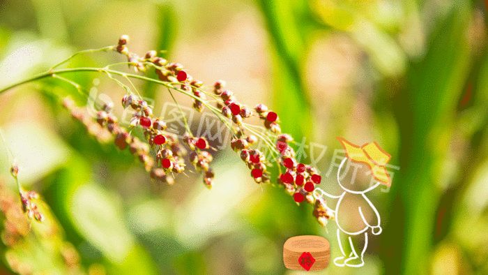 粮食高粱谷物生长创意摄影插画gif动图下载-包图网