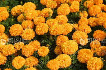 花园里的秋花搬花凌霄花万寿菊牛膝菊图片-包图网企业站