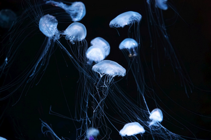 大西洋海荨麻东海岸海荨麻一群荧光水母在蓝
