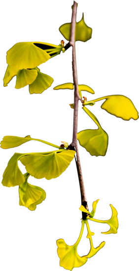 绿色银杏树叶摄影图片元素