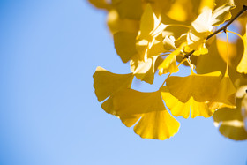 天空里面色银杏花